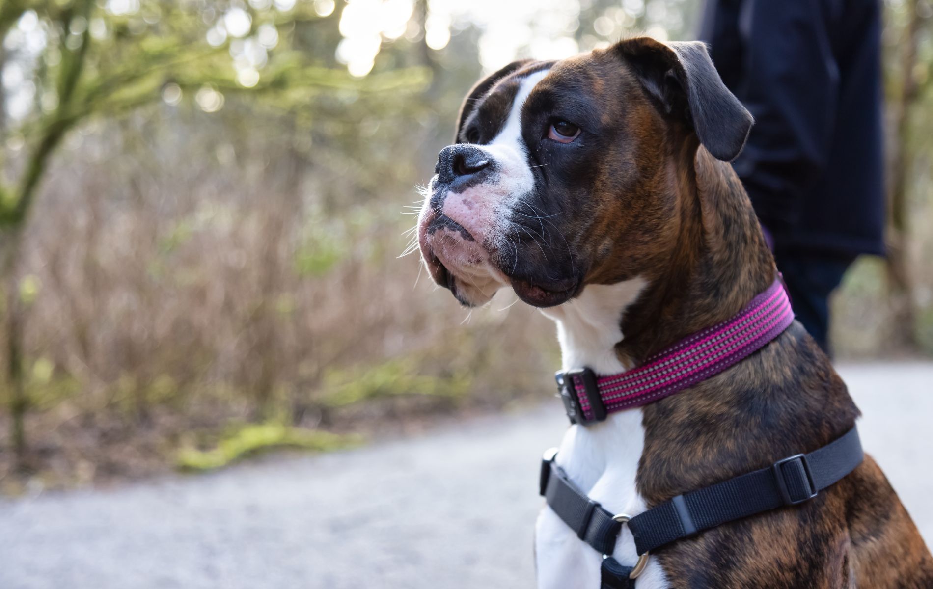 Sherrills Ford, NC 28673 Veterinary Jobs Veterinary Specialties At