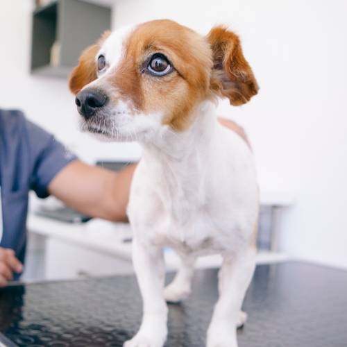 General Pet Care In Sherrills Ford, NC 28673 Veterinary Specialties