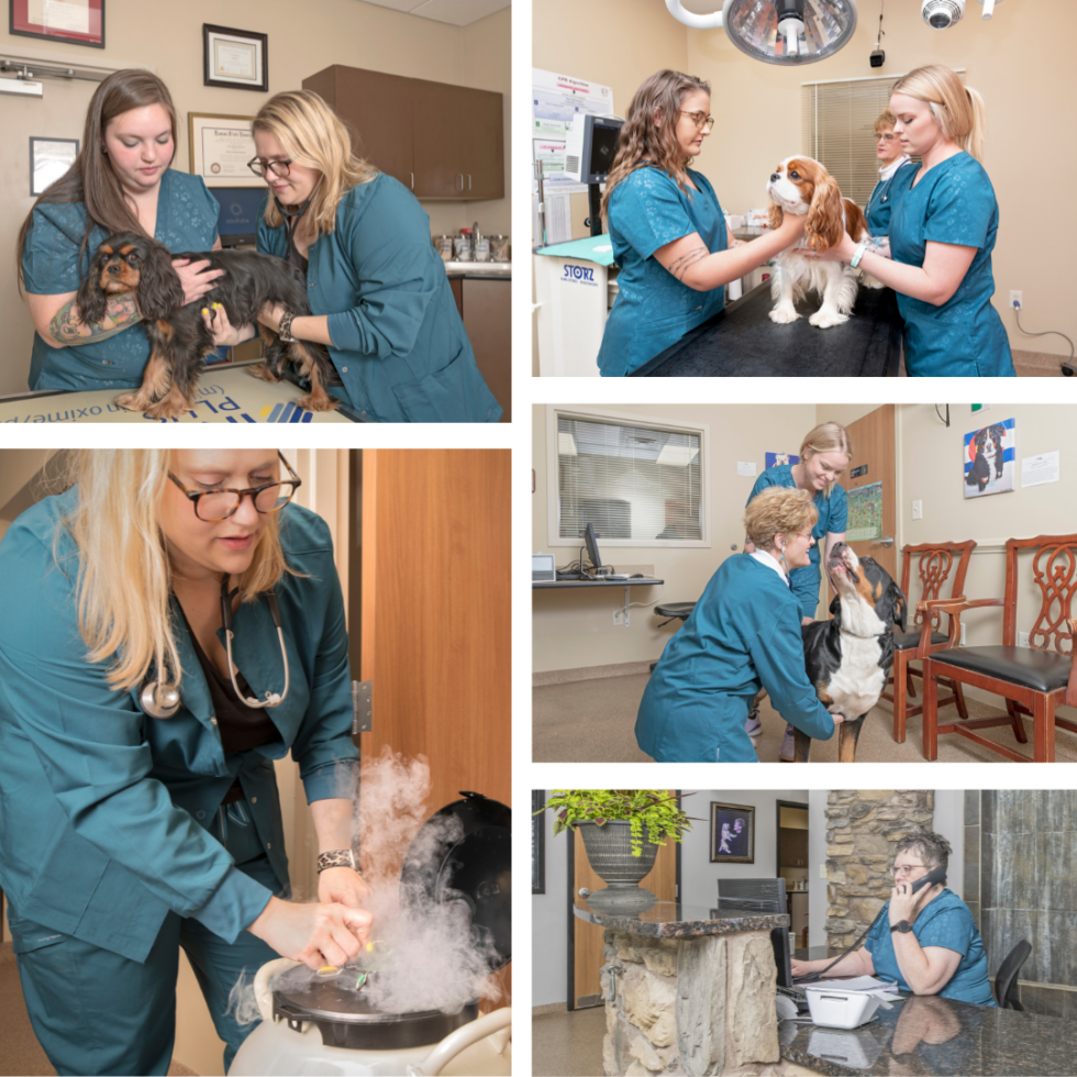 Best Veterinary Hospital In Sherrills Ford, NC 28673