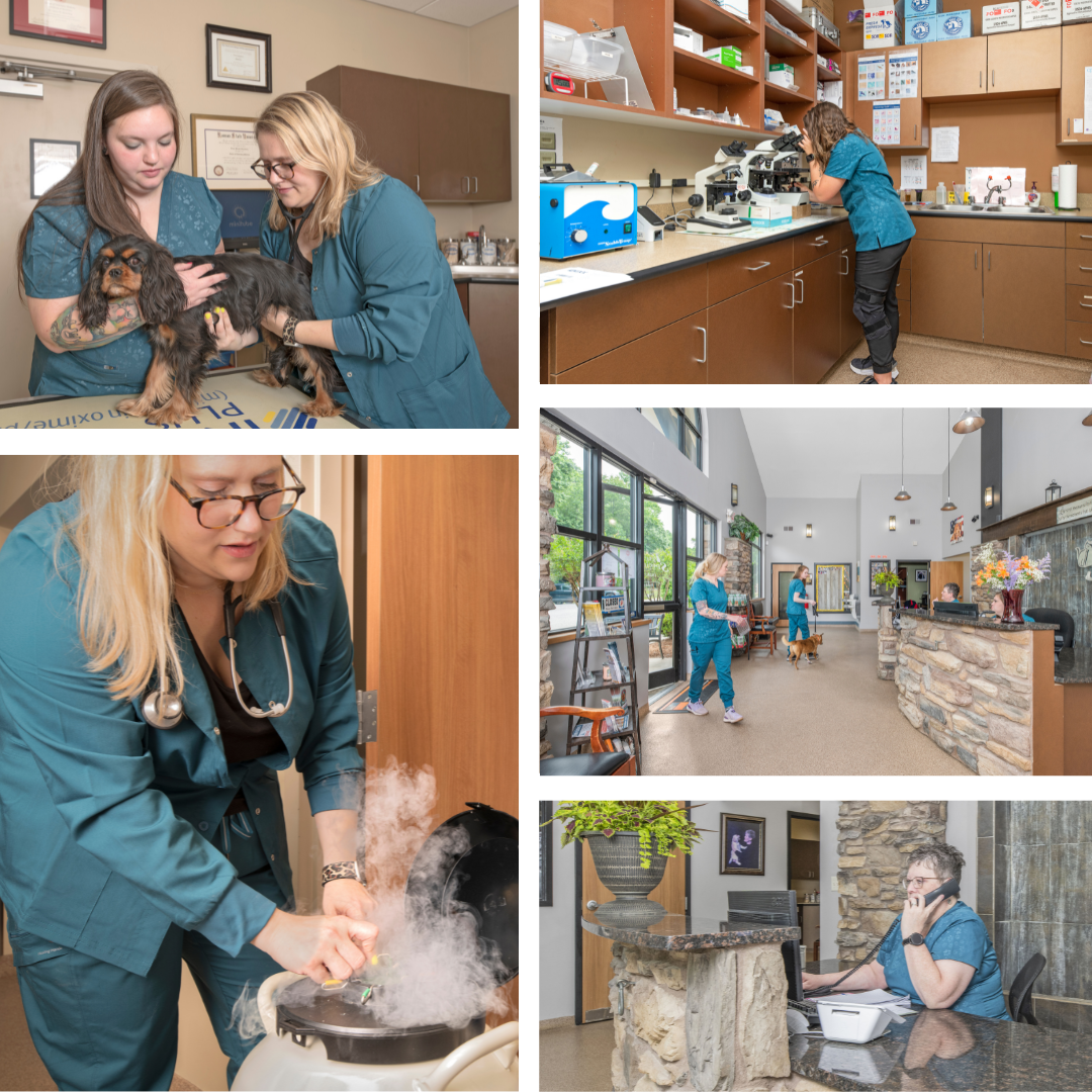 Vet-Specialties (1) Veterinary Hospital at the Lake vet