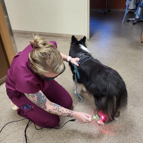 A woman in scrubs uses a laser to treat a dog