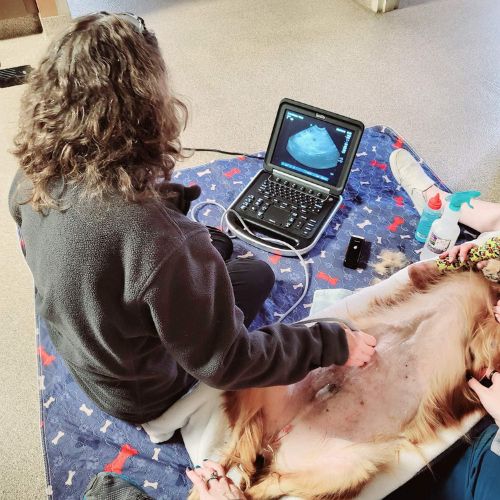 a women do ultrasound for dog