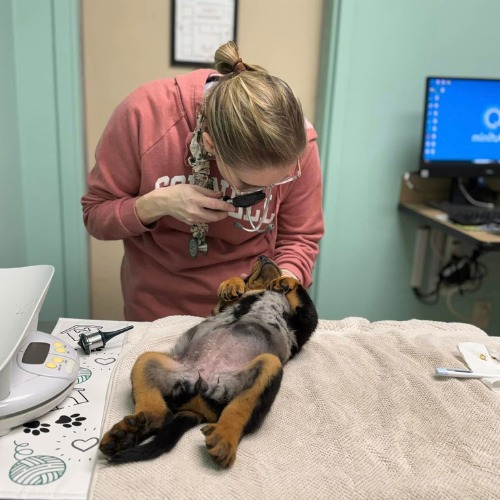 A veterinarian in a pink hoodie examines a puppy