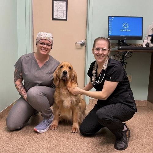 two vet staff and a dog